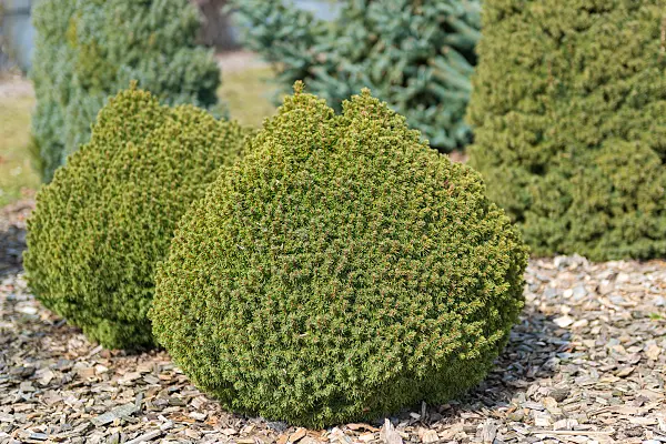 664313 - Épicéa blanc (Picea glauca 'Alberta Globe')