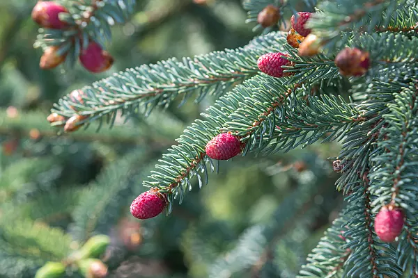 664314 - Épicéa blanc (Picea glauca 'Coerulea')