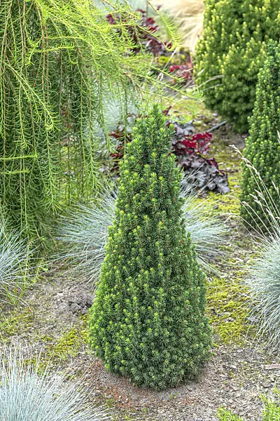 616441 - Épicéa blanc (Picea glauca 'Pixie')