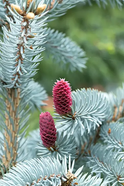 664318 - Épicéa bleu du Colorado (Picea pungens 'Erich Frahm')
