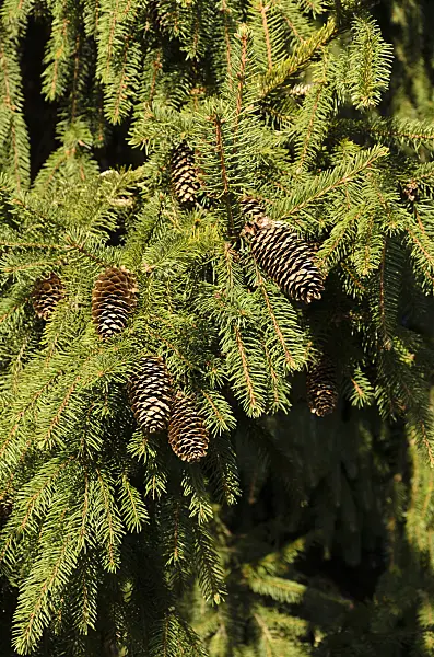 494008 - Épicéa commun (Picea abies 'Acrocona')
