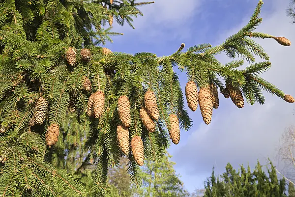 609058 - Épicéa commun (Picea abies 'Acrocona')