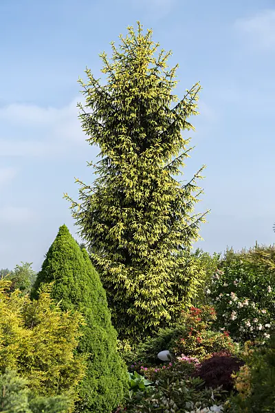 664309 - Épicéa commun (Picea abies 'Finedonensis')