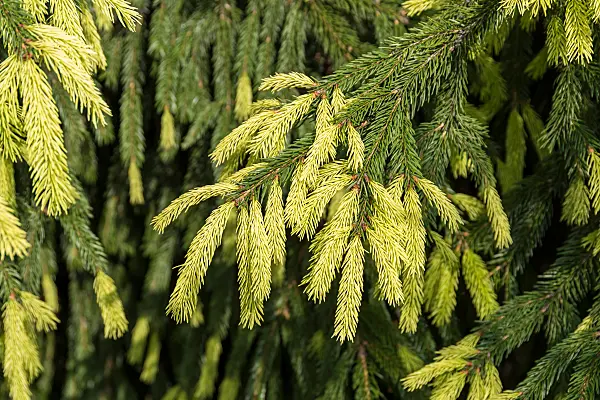 664310 - Épicéa commun (Picea abies 'Finedonensis')