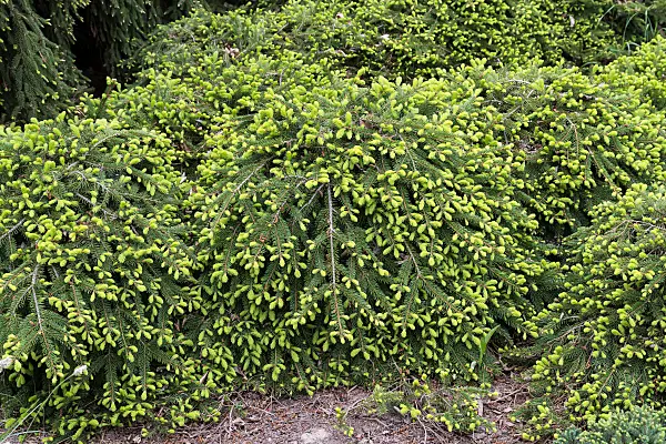 664311 - Épicéa commun (Picea abies 'Formanek')