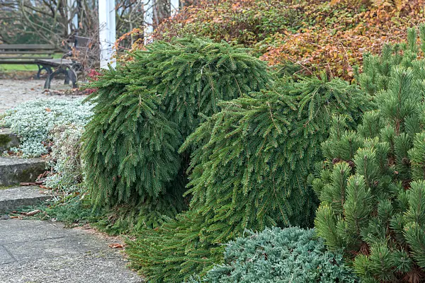 664312 - Épicéa commun (Picea abies 'Formanek')