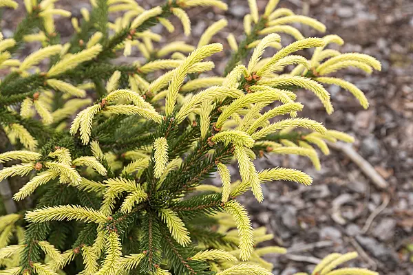 664308 - Épicéa commun (Picea abies 'Inversa')