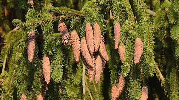 501113 - Épicéa commun (Picea abies 'Viminalis')