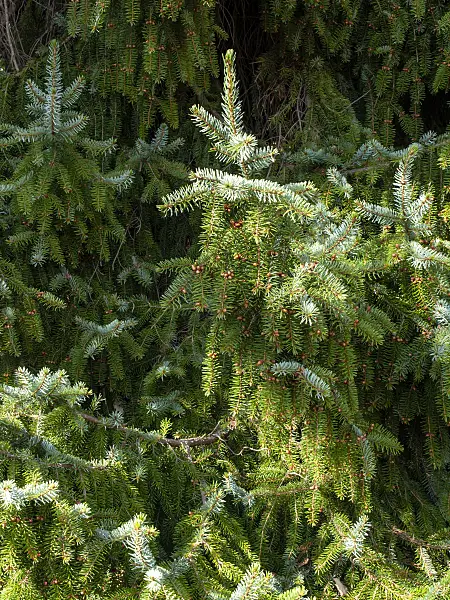 459054 - Épicéa de Serbie (Picea omorika)
