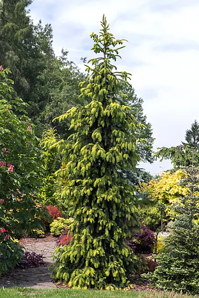 664316 - Épicéa de Serbie (Picea omorika 'Aurea')