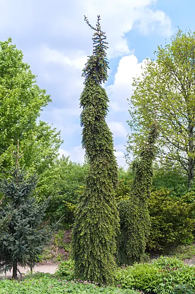 664317 - Épicéa de Serbie (Picea omorika 'Pendula Bruns')