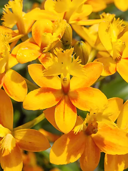 434123 - Epidendrum