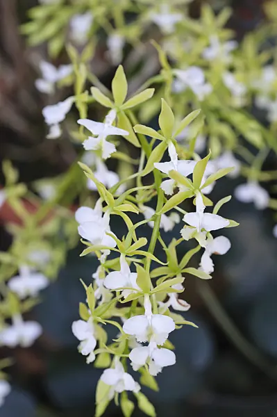470129 - Epidendrum stamfordianum