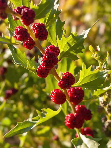 403025 - Épinard fraise (Blitum virgatum syn. Chenopodium foliosum)