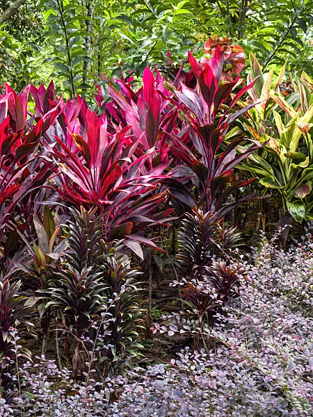 434049 - Épinard hawaïen (Cordyline fruticosa)