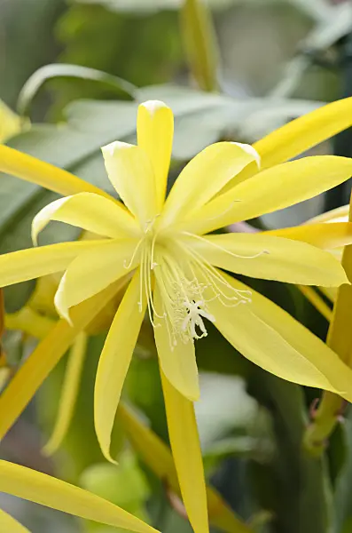 531208 - Épiphylle (Epiphyllum Sylter Frühling)