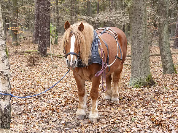 526021 - Equus ferus caballus