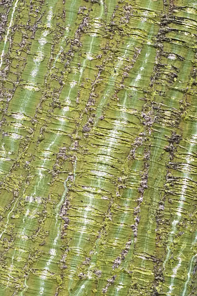 372005 - Érable à feuilles de vigne (Acer rufinerve)