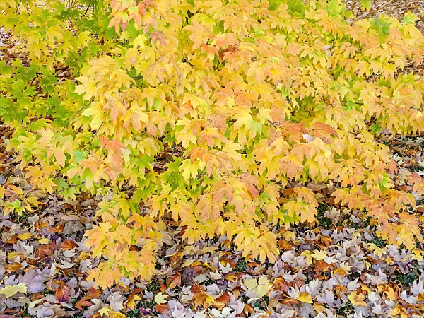 465233 - Érable à sucre (Acer saccharum subsp. floridanum)