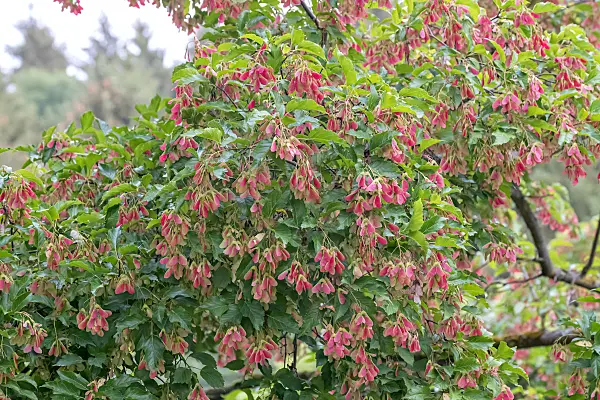 664024 - Èrable du fleuve Amour (Acer tataricum)