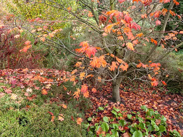 465256 - Érable du Japon (Acer japonicum)