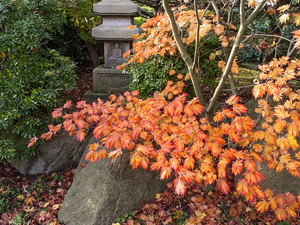 465262 - Érable du Japon (Acer japonicum)
