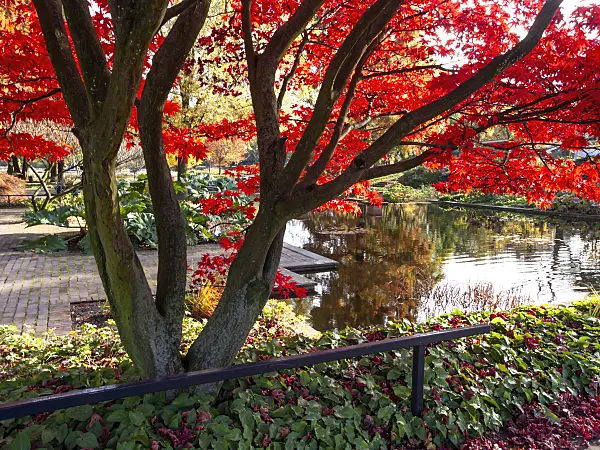 465276 - Érable du Japon (Acer japonicum)