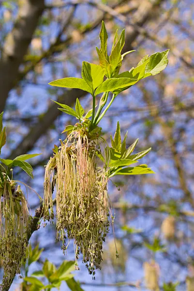 672070 - Érable negundo (Acer negundo) avec des fleurs femelles