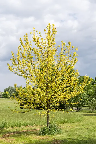 664004 - Érable negundo (Acer negundo 'Odessanum')