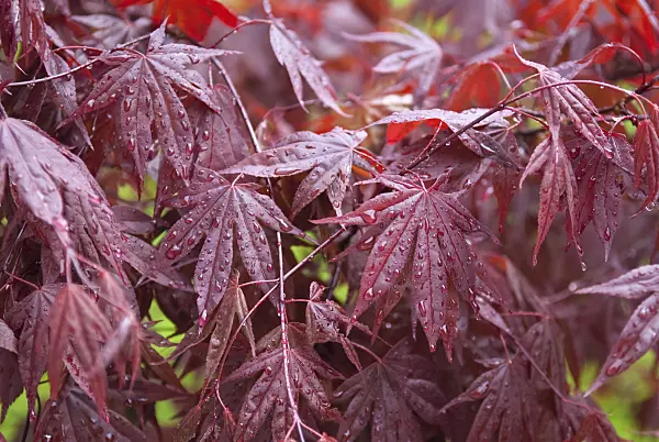 490023 - Érable palmé (Acer palmatum 'Bloodgood')
