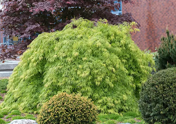 664005 - Érable palmé (Acer palmatum 'Dissectum')