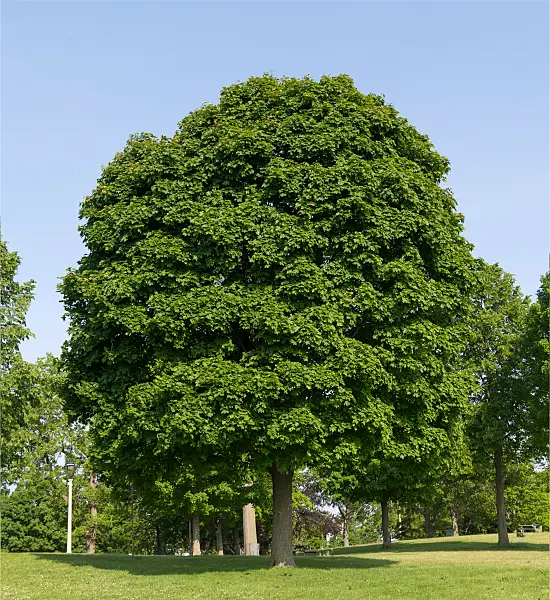 664010 - Érable plane (Acer platanoides 'Cleveland')
