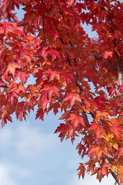 675003 - Érable rouge (Acer rubrum 'Redpointe')