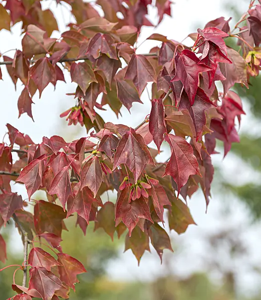 651008 - Érable trident (Acer buergerianum)