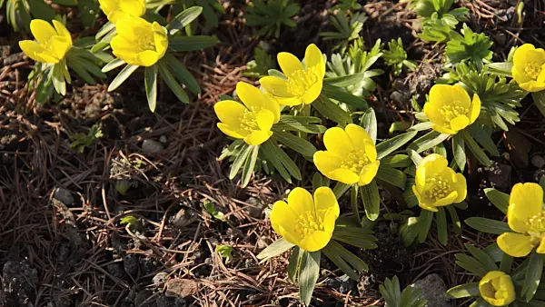 494017 - Éranthe d'hiver (Eranthis hyemalis)