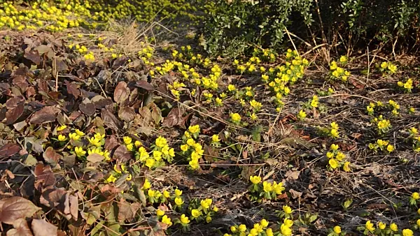 494026 - Éranthe d'hiver (Eranthis hyemalis)