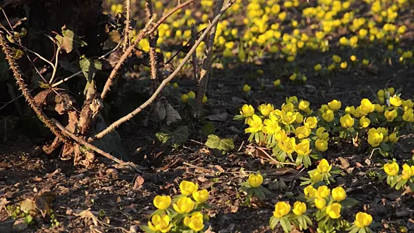 494027 - Éranthe d'hiver (Eranthis hyemalis)