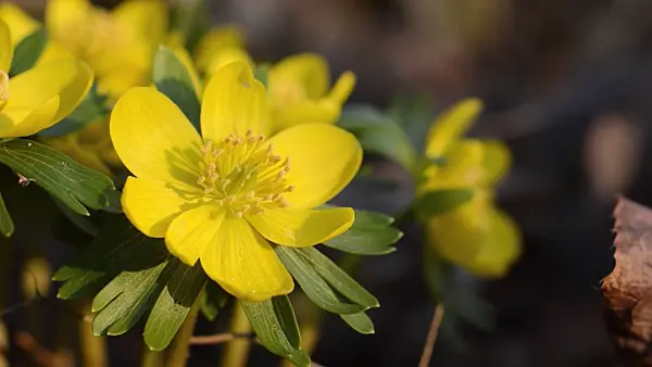 494039 - Éranthe d'hiver (Eranthis hyemalis)
