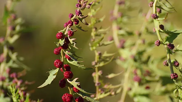 497361 - Erdbeerspinat (Blitum virgatum syn. Chenopodium foliosum)