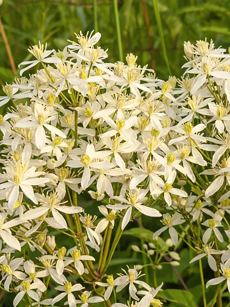 438253 - Erect clematis (Clematis recta)