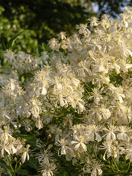 438270 - Erect clematis (Clematis recta)