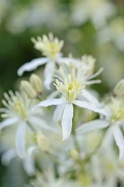 473024 - Erect clematis (Clematis recta)