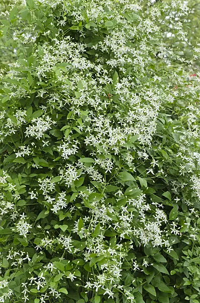 497256 - Erect clematis (Clematis recta)