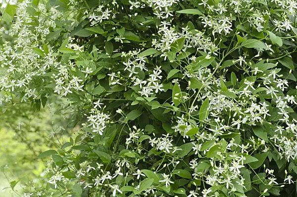 497257 - Erect clematis (Clematis recta)