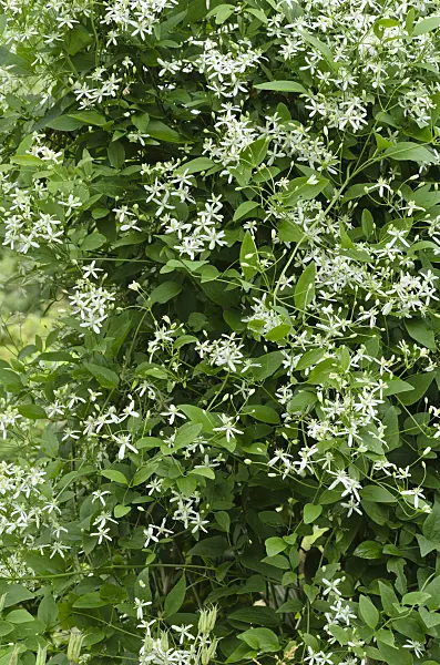 497258 - Erect clematis (Clematis recta)