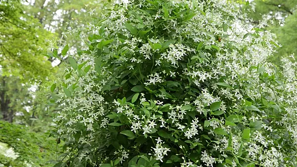 497269 - Erect clematis (Clematis recta)
