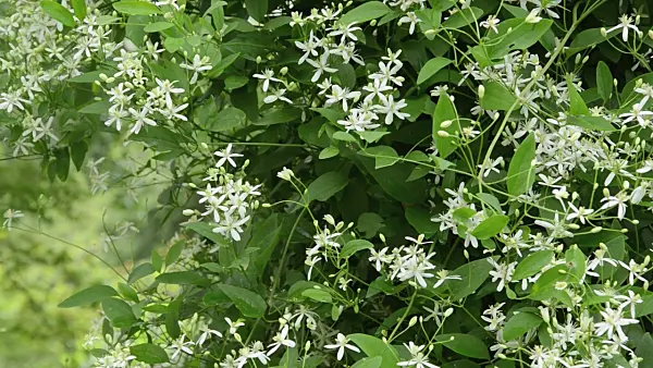 497270 - Erect clematis (Clematis recta)