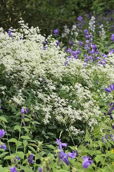 521174 - Erect clematis (Clematis recta) and bellflowers (Campanula)