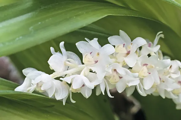 366051 - Eria hyacinthoides