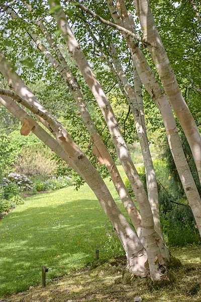 547077 - Erman's birch (Betula ermanii 'Grayswood Hill')